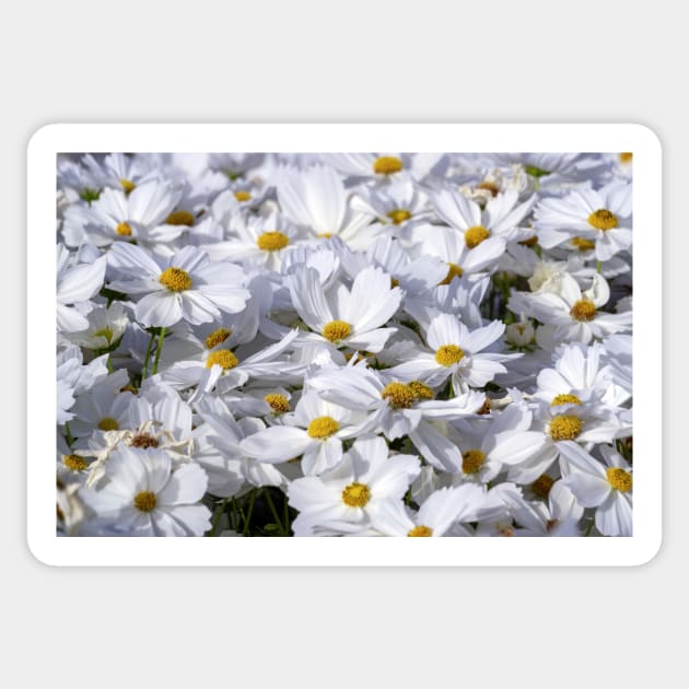 White Daisy Flowers Sticker by likbatonboot